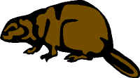 The beaver working hard on the dam