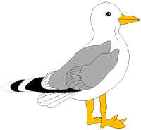 Cyrus the young seagull at flying school